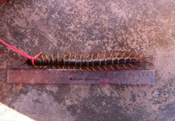 Con rết 'dài phá kỷ lục thế giới' ở Đà Nẵng ảnh 1 Con rết 'dài phá kỷ lục thế giới' ở Đà Nẵng ảnh 1