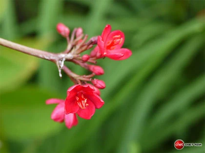 Tự học chụp ảnh - Chế độ Macro ảnh 5