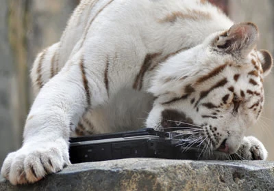 Panasonic CF-30: Laptop “chống” lại Hổ ảnh 3 Panasonic CF-30: Laptop “chống” lại Hổ ảnh 3