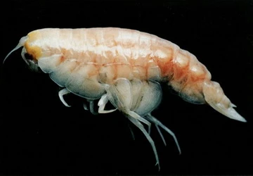 Tôm gặm xác tàu dưới đáy biển ảnh 1