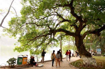 Lộc vừng già hồ Gươm lại trổ hoa ảnh 1