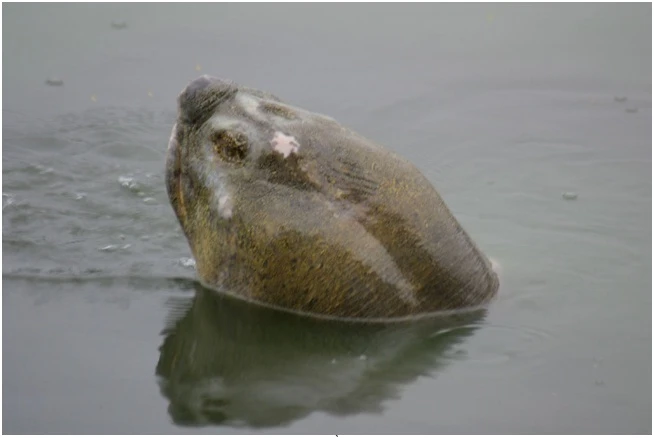 Trong Hồ Gươm thực tế tồn tại đến 3 cá thể rùa? ảnh 1