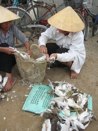 Tận diệt chim trời! ảnh 1