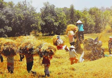 Đề nghị giảm thuế để hút đầu tư vào nông nghiệp ảnh 1