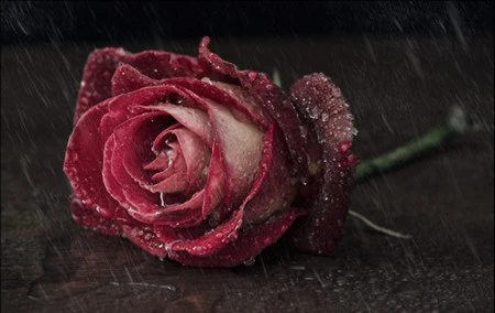 Đẹp nhẹ nhàng và lãng mạn với bộ hình nền “mưa” ảnh 2 Đẹp nhẹ nhàng và lãng mạn với bộ hình nền “mưa” ảnh 2