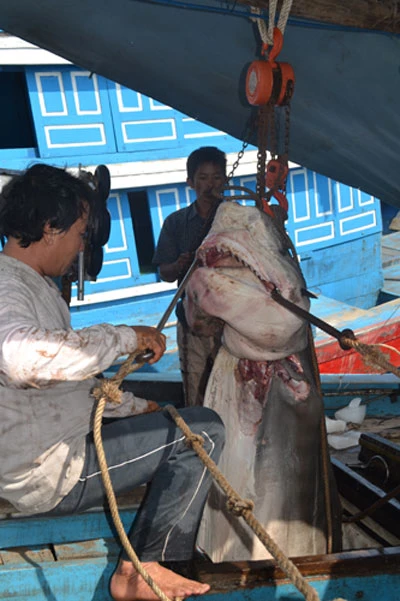 Một tàu cá Quảng Ngãi săn được 40 con cá mập ảnh 2