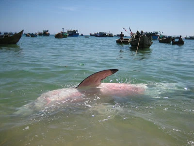 Phú Yên: Bắt được cá mập dài 5m ảnh 10