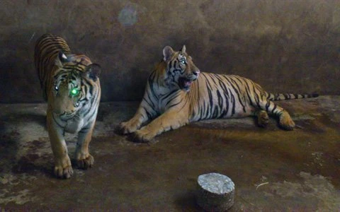 Kỳ 3: Tiết lộ của người "nuôi hổ như nuôi lợn" ảnh 2 Kỳ 3: Tiết lộ của người "nuôi hổ như nuôi lợn" ảnh 2