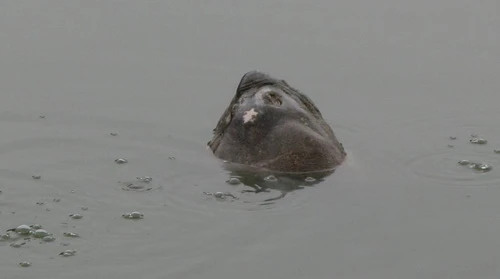 Đầu năm cụ rùa hồ Gươm lại nổi ảnh 1