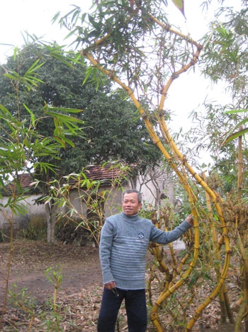 Uốn tre thành... rồng ảnh 3