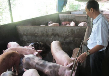 Tết này không thiếu thịt gà, heo ảnh 1