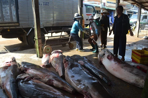 Một tàu cá Quảng Ngãi săn được 40 con cá mập ảnh 4