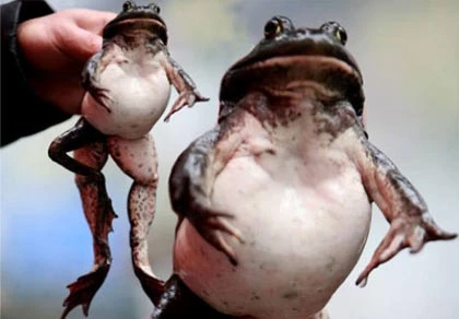 Chú ếch thoát chết vì có… 5 chân ảnh 1