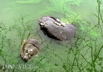 Nắng ấm, rùa Hồ Gươm muốn lên bờ ảnh 4