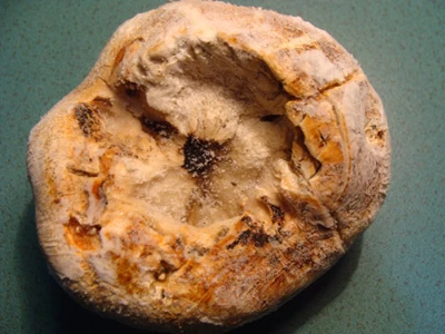 Công dụng kỳ diệu của củ nấm đắt bằng cục vàng- Kỳ 2: Chữa ung thư? ảnh 2