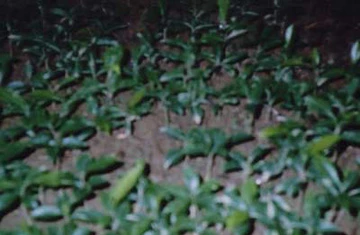 Ngậm ngải trồng trầm ảnh 2