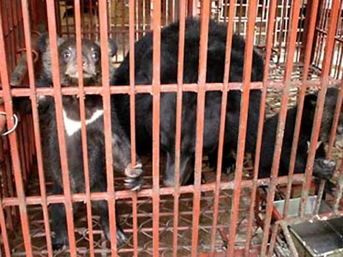 Dùng mật gấu nhiều dẫn tới xơ gan, ung thư! ảnh 2