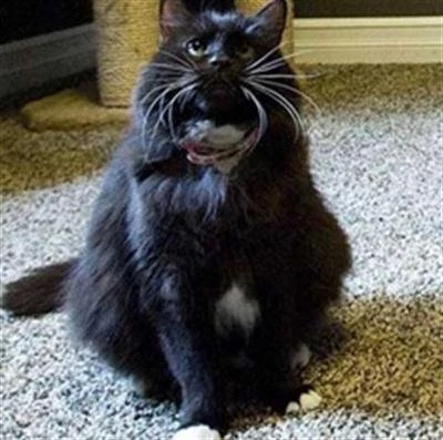 Những phát minh khoa học "gàn dở" nhất ảnh 1