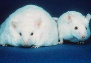 Thử nghiệm thành công vắcxin chống béo phì ảnh 1