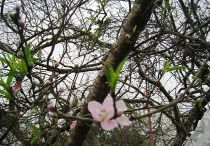 Bê nguyên đào rừng khổng lồ như tòa nhà về bán giữa Thanh Hóa ảnh 2