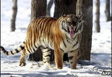 Hé lộ “lò rượu hổ cốt” trong sở thú ảnh 1