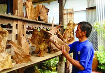 Đi tìm vẻ đẹp đằng sau gỗ lũa ảnh 1