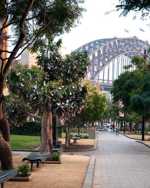 Cây "mọc" ra tiền ảnh 1