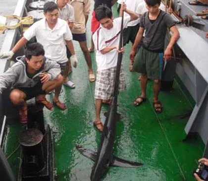 Chuyện cá mập ở biển Đông ảnh 1