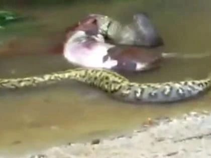 Trăn nuốt rồi nôn ra cả một con bò ảnh 5