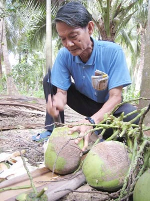 Chuyện xứ dừa - Bài 1: “Vua dừa” ở cồn Ốc ảnh 1