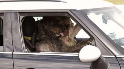 Chó lái xe trên đường đua ảnh 3