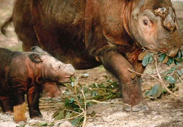 13 loài thú có vú hiếm và lạ ảnh 7 13 loài thú có vú hiếm và lạ ảnh 7