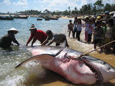 Phú Yên: Bắt được cá mập dài 5m ảnh 1