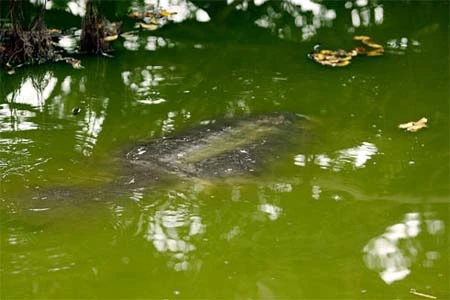 Cận cảnh cụ Rùa nổi trên hồ Gươm ảnh 6 Cận cảnh cụ Rùa nổi trên hồ Gươm ảnh 6