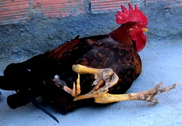Gà trống 4 chân ảnh 1