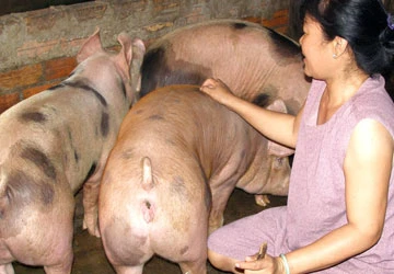 Chất cấm “giết” ngành chăn nuôi ảnh 1