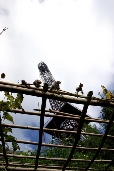 Tam Đảo hớp hồn du khách dịp nghỉ Lễ ảnh 5