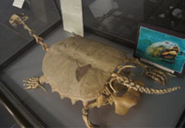 Chuyện tiêu bản rùa hồ Gươm ảnh 1