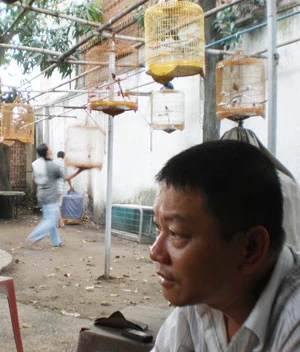 Vụ hơn 70 con chim bị tịch thu, tiêu hủy: Đâu là căn cứ pháp lý? ảnh 1 Vụ hơn 70 con chim bị tịch thu, tiêu hủy: Đâu là căn cứ pháp lý? ảnh 1