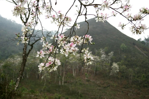 Truyền thuyết hoa Ban ảnh 5