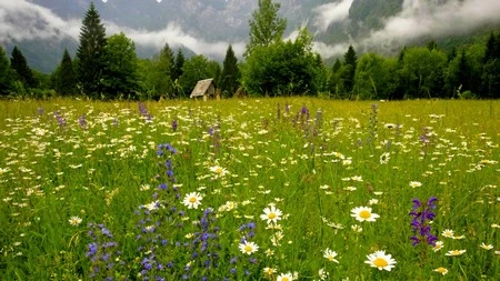 Màn hình desktop rực rỡ với bộ hình nền “nắng hè” ảnh 11