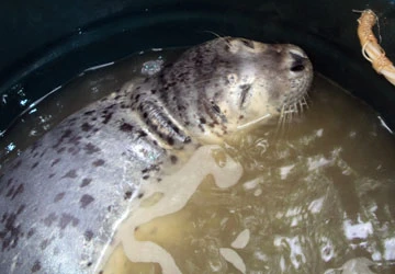 Hải cẩu sa lưới ngư dân được thả về biển ảnh 1 Hải cẩu sa lưới ngư dân được thả về biển ảnh 1