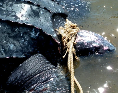 Bắt được rùa lạ, nghi là loài rùa biển cực kỳ quý hiếm ảnh 5 Bắt được rùa lạ, nghi là loài rùa biển cực kỳ quý hiếm ảnh 5