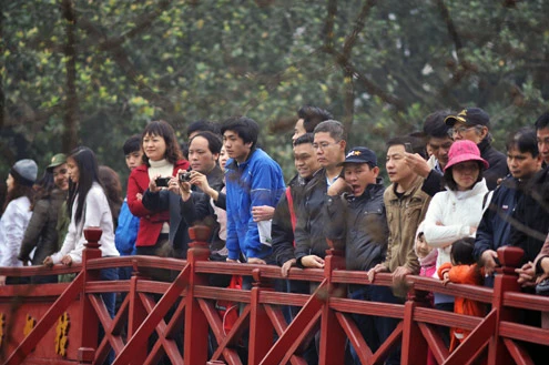 Rùa hồ Gươm uể oải bơi trước ngày được chữa bệnh ảnh 1