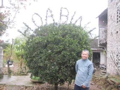 Uốn tre thành... rồng ảnh 2