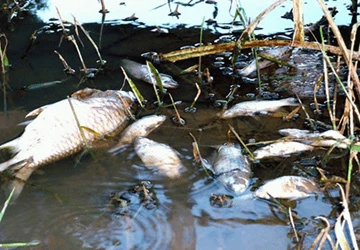 Chất vấn tại kỳ họp HĐND tỉnh Bình Thuận: Ai cứu sông Giêng? ảnh 1