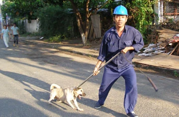 Bắt chó chạy rong để tránh tai nạn cho người đi đường. Ảnh: TRẦN NGỌC