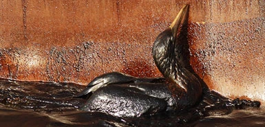 Sinh vật biển khốn đốn với thảm họa dầu loang ảnh 5