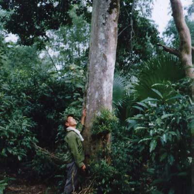 Ngậm ngải trồng trầm ảnh 1