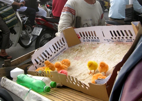 Nguy cơ độc hại từ gà con nhuộm đủ màu sắc ảnh 1 Nguy cơ độc hại từ gà con nhuộm đủ màu sắc ảnh 1